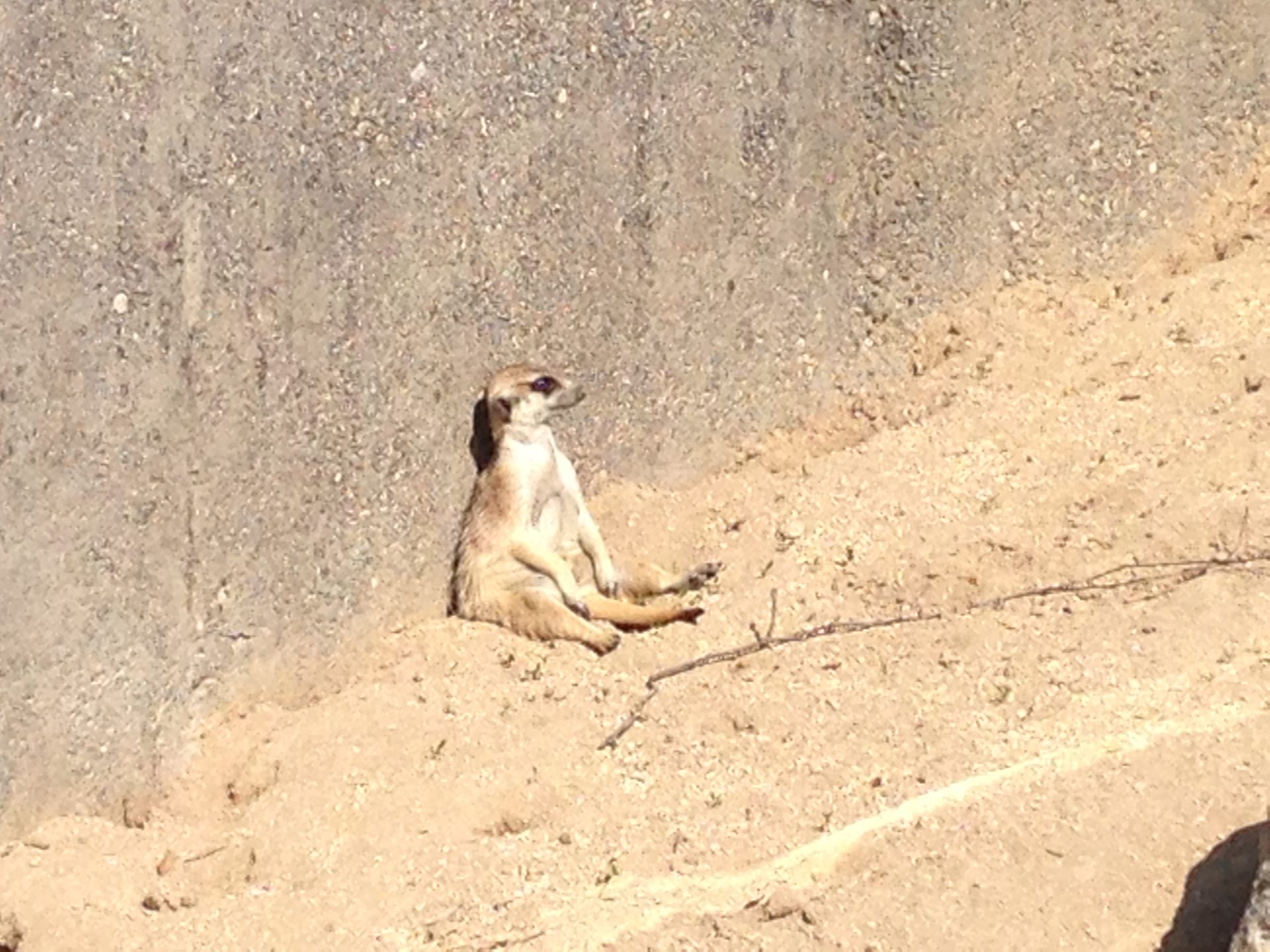 Erdmännchen