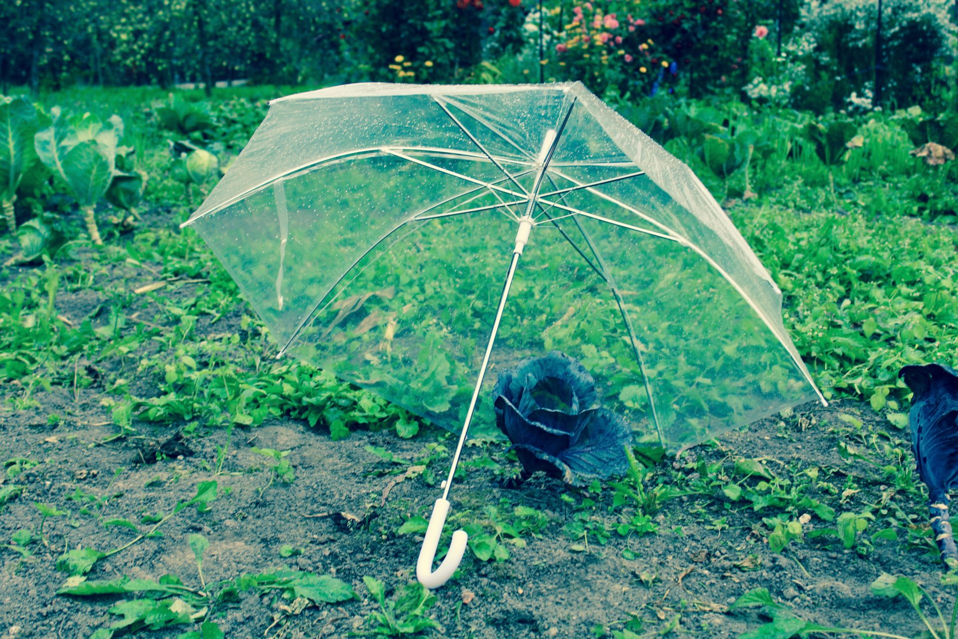 Der Regenschirm im Kapuzinergarten Wesemlin