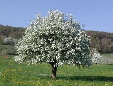 Hochstammbaum in voller Blüte. (Foto: privat)