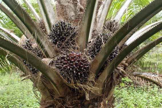 Palmöl-Plantagen vertreiben Kleinbauern © Brot für alle/François de Sury