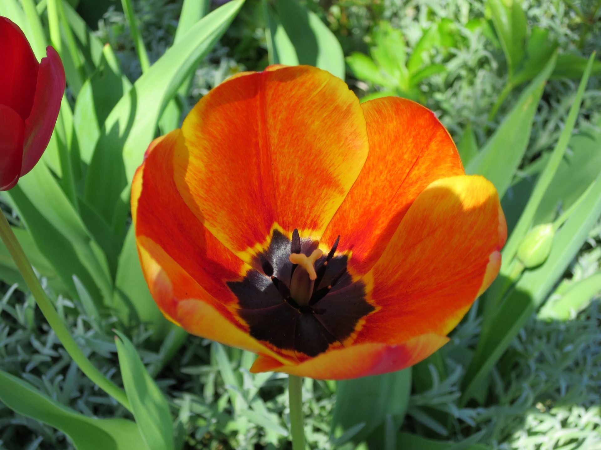 Tulpe