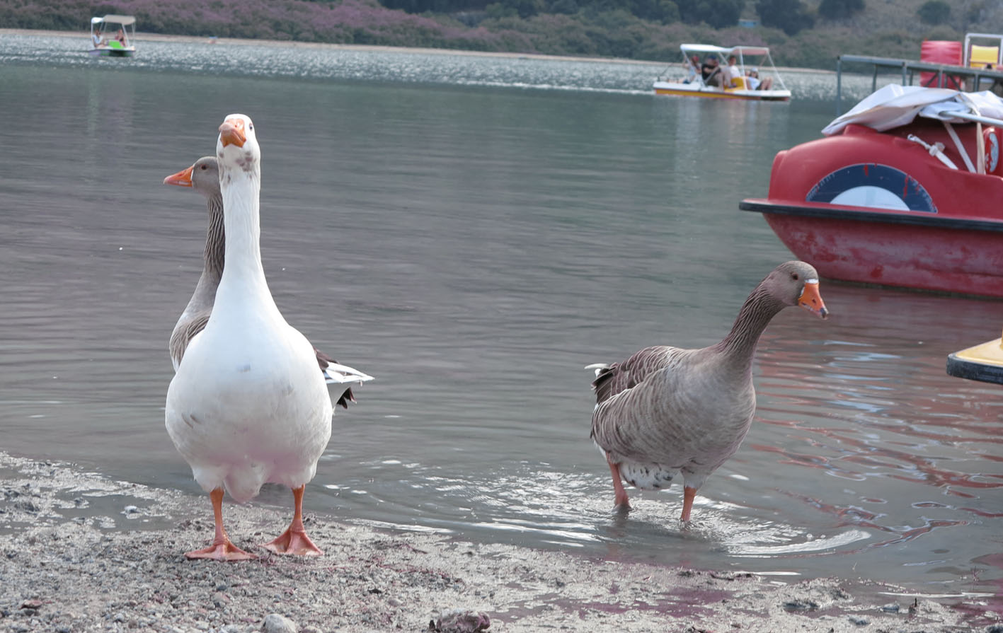 Gesunde Vögel/Hühner gehen auf zwei Beinen. © Walter Ludin 2014