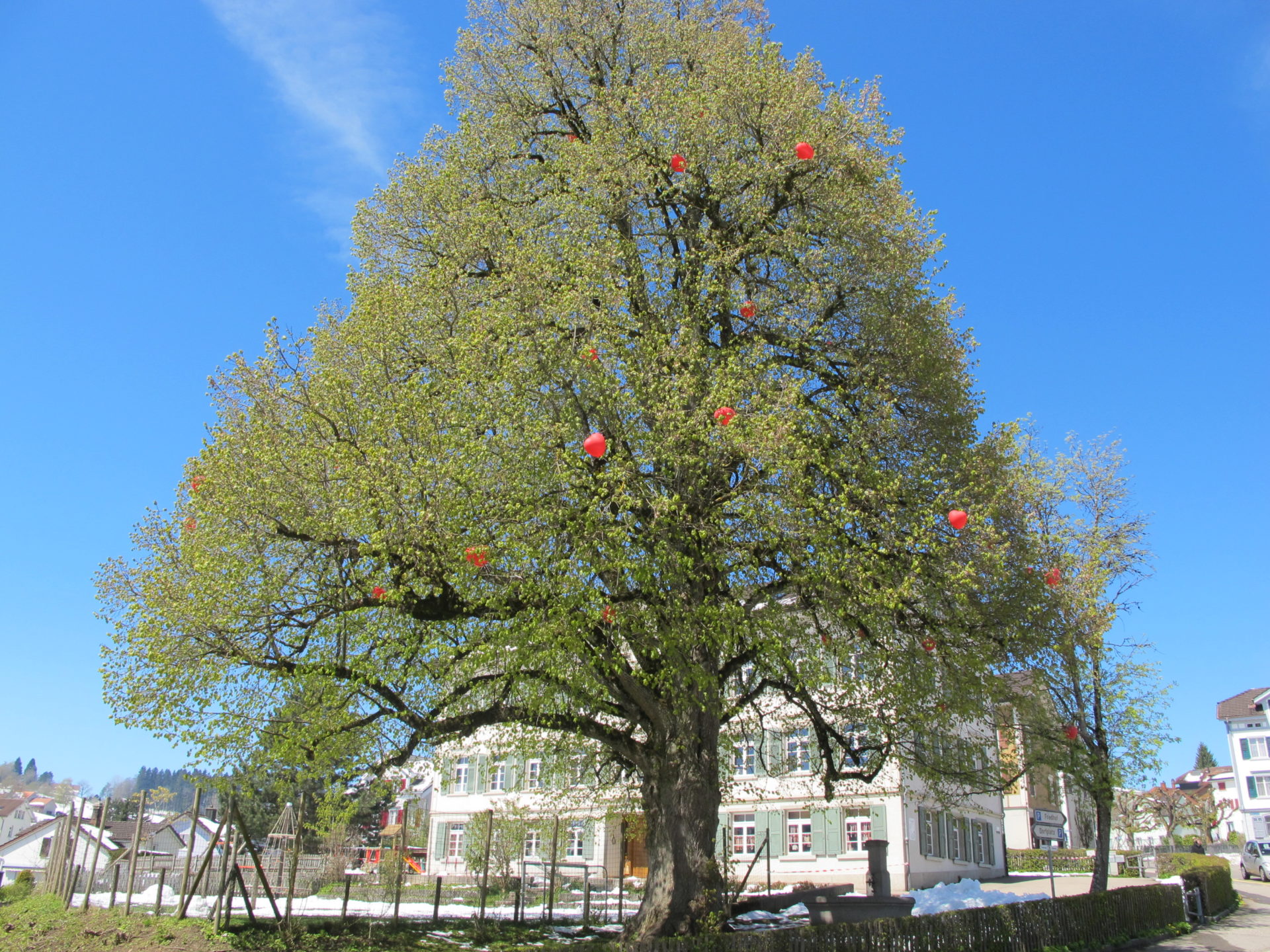 Luftballone im Baum