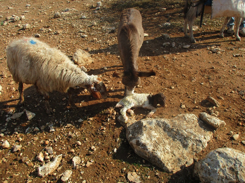 Khirbet Samra