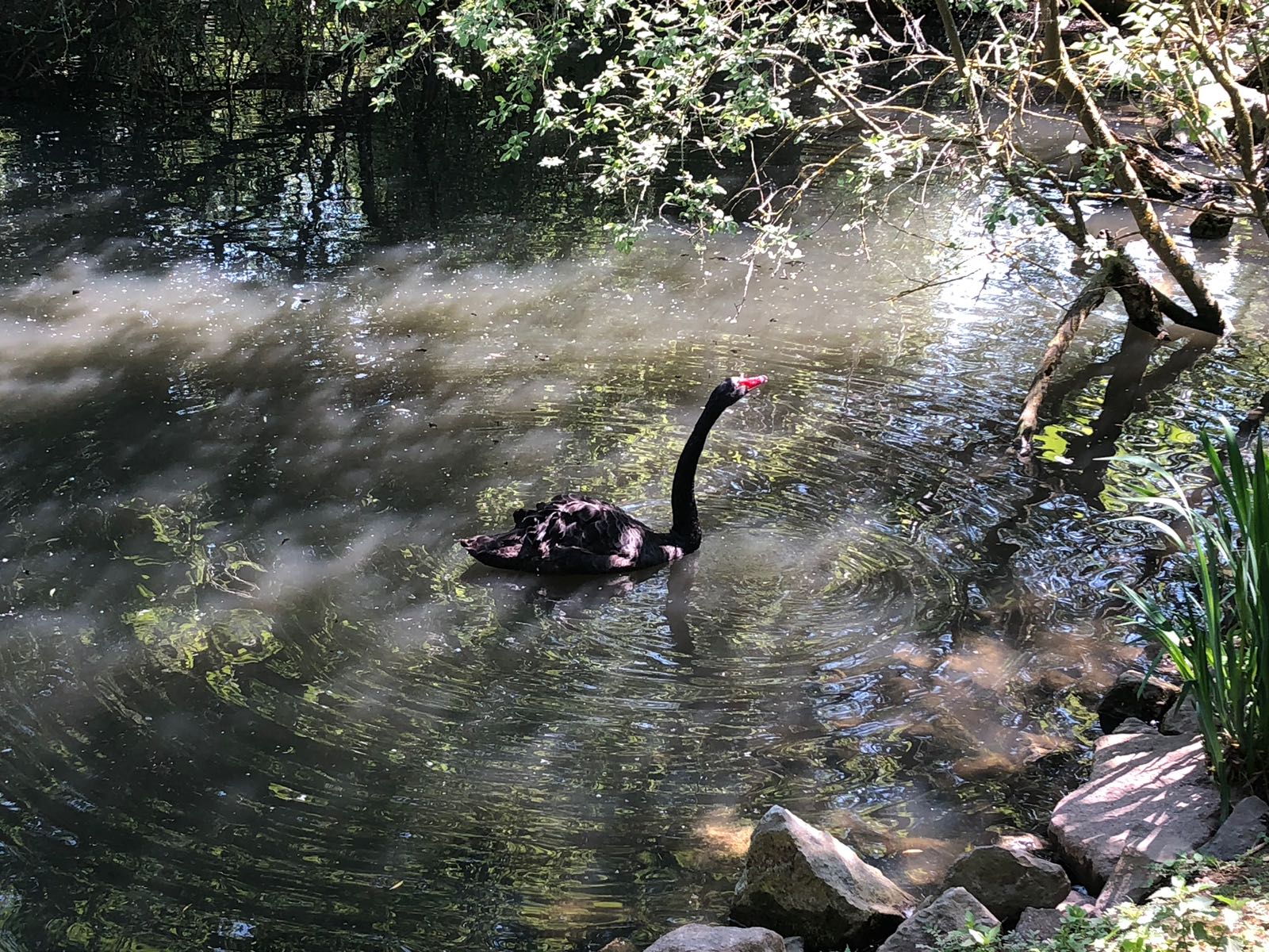 Der fliessende Fluss © Z. Szabo 2018 « Niemals tritt ein Mann zweimal in denselben Fluss, denn es ist nicht derselbe Fluss, und er ist nicht derselbe», sagte Heraklit.