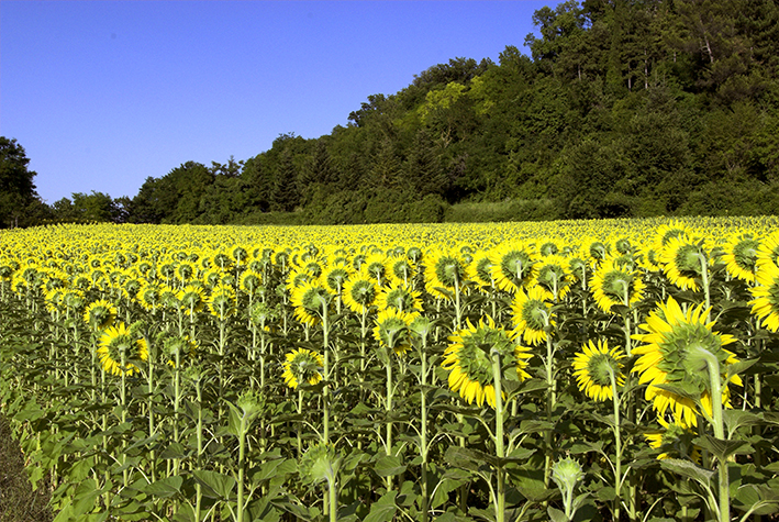 Sonnenblumen in kollektiver Ausrichtung © Uta Poss