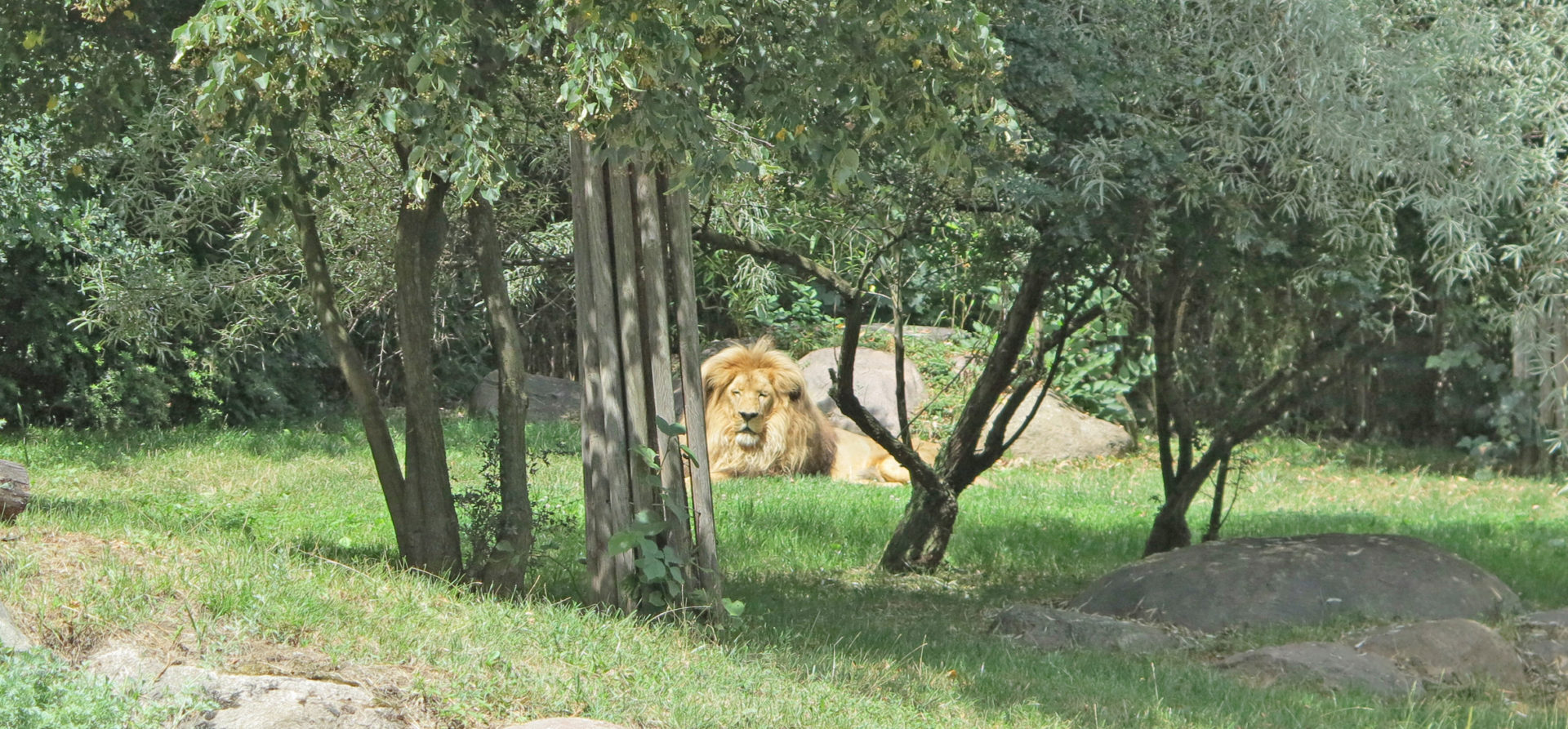 Löwe im Zoo von Leipzig. © Walter Ludin