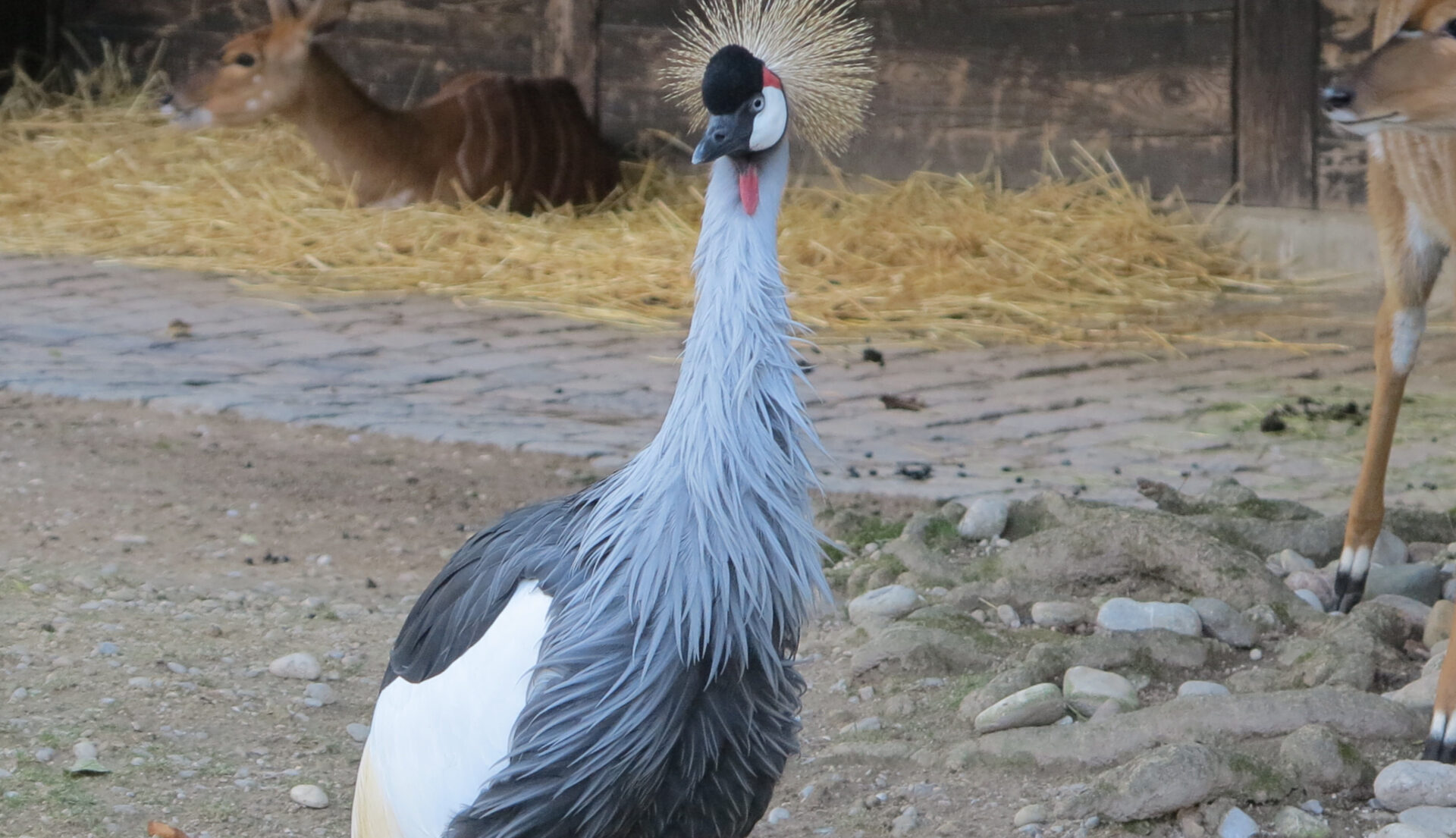 Denken Tiere? © Walter Ludin
