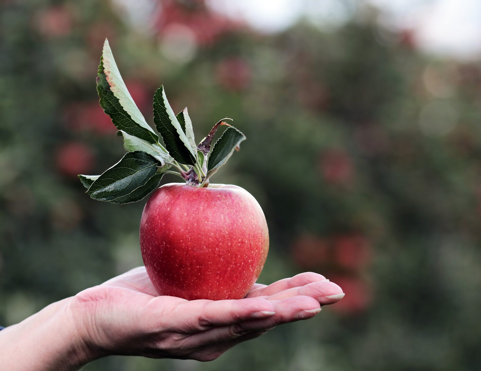 Apfel auf Hand