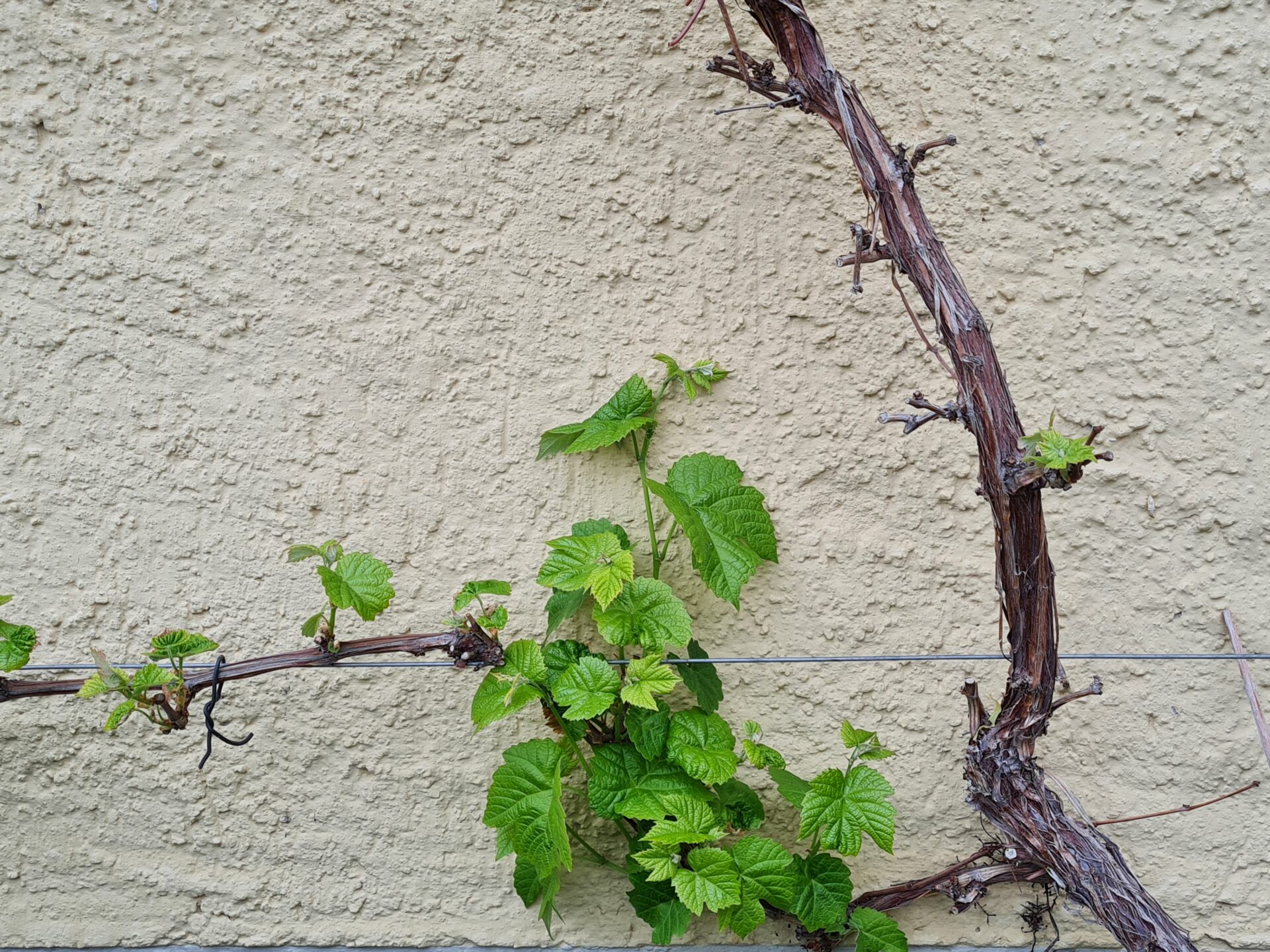 Weinstock im Klostergarten Wesemlin © GFX 2021