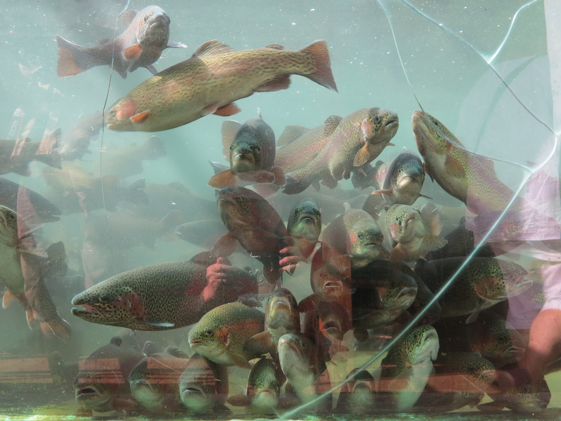 Grosse Fische - kleine Fische © Walter Ludin