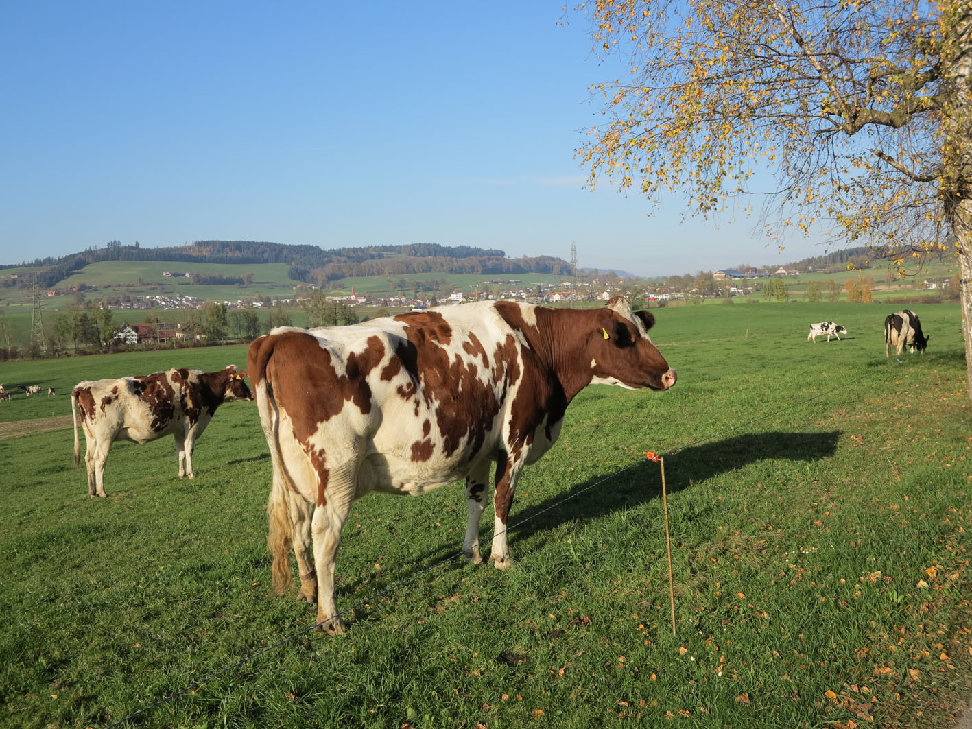 Auch Kühe haben das Recht, würdig behandelt zu  werden © Walter Ludin