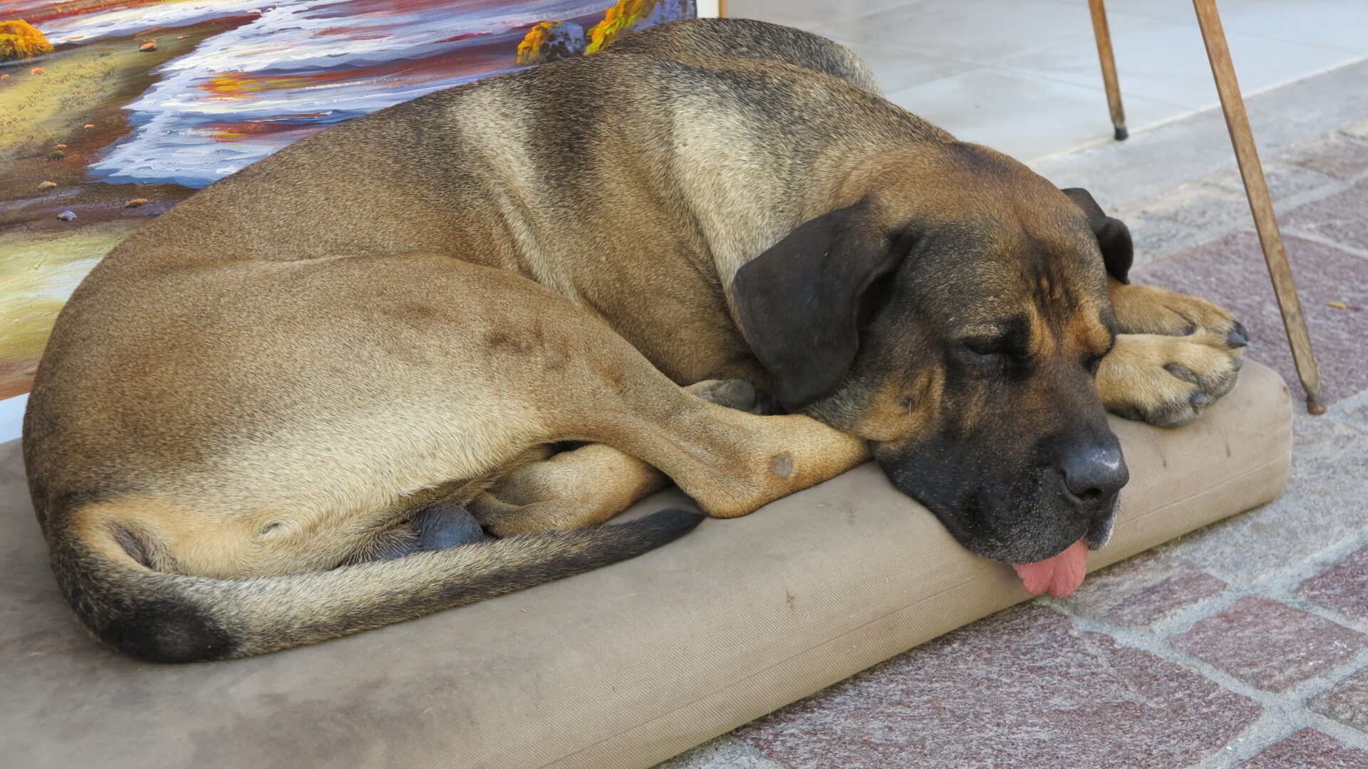 Müder kretischer Hund © Walter Ludin