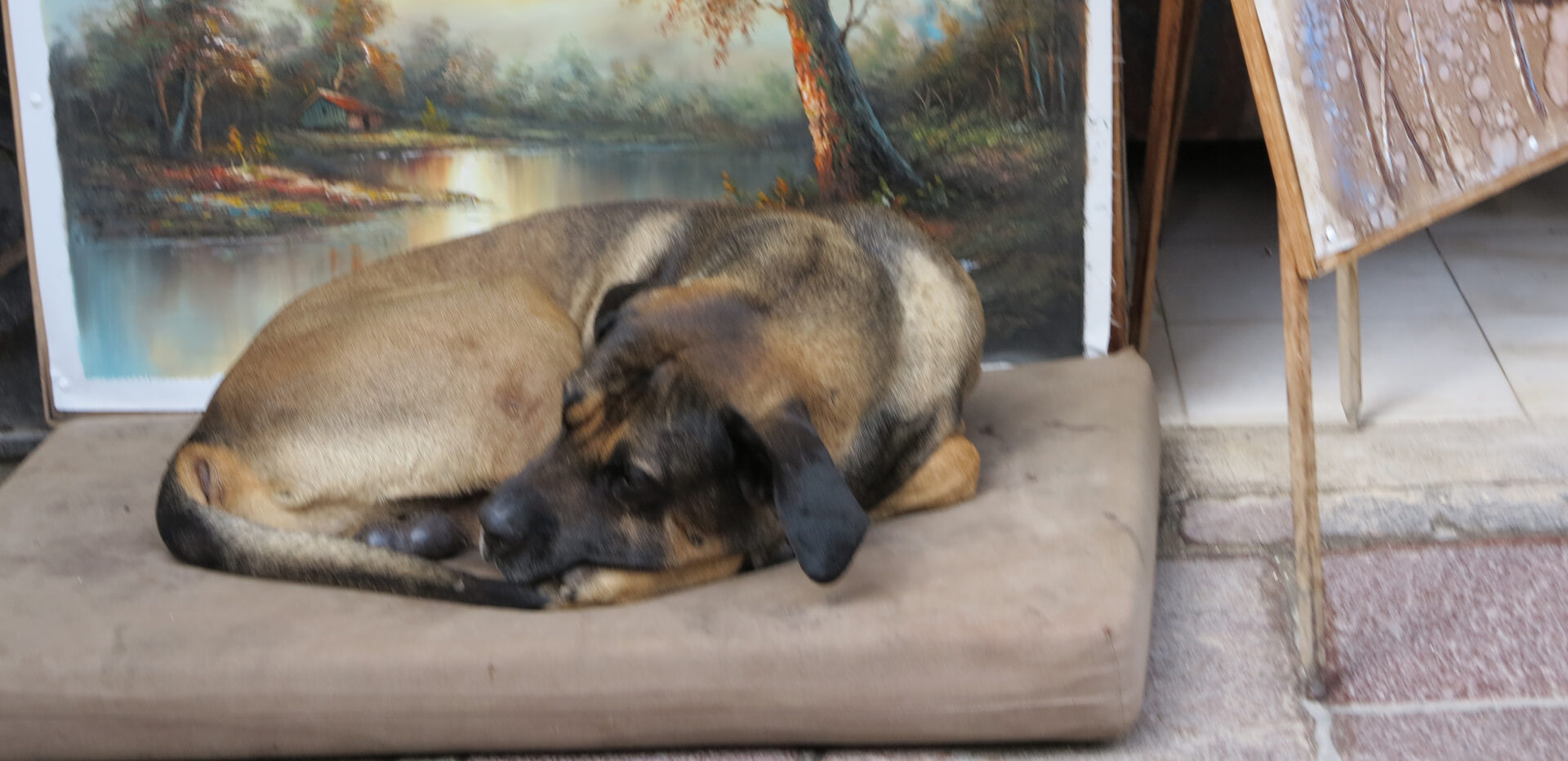 Hund auf Kreta © Walter Ludin