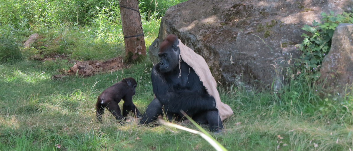 Affen im Leipziger Zoo © Walter Ludin
