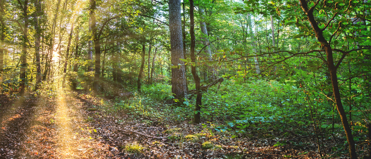 Waldpanorama © Thoams Riess/pixelio.de