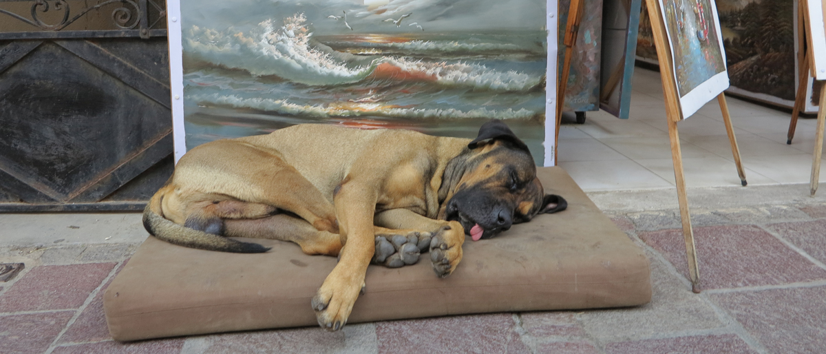 Kretischer Hund © Walter Ludin