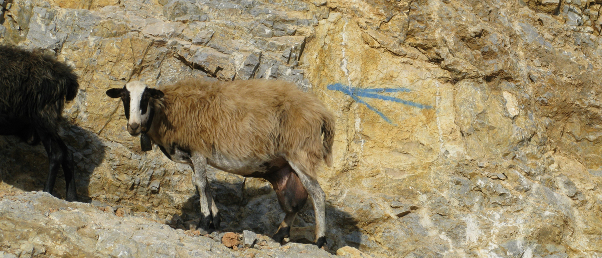 Der gute Hirte kümmert sich um die Schafe.  © Walter Ludin