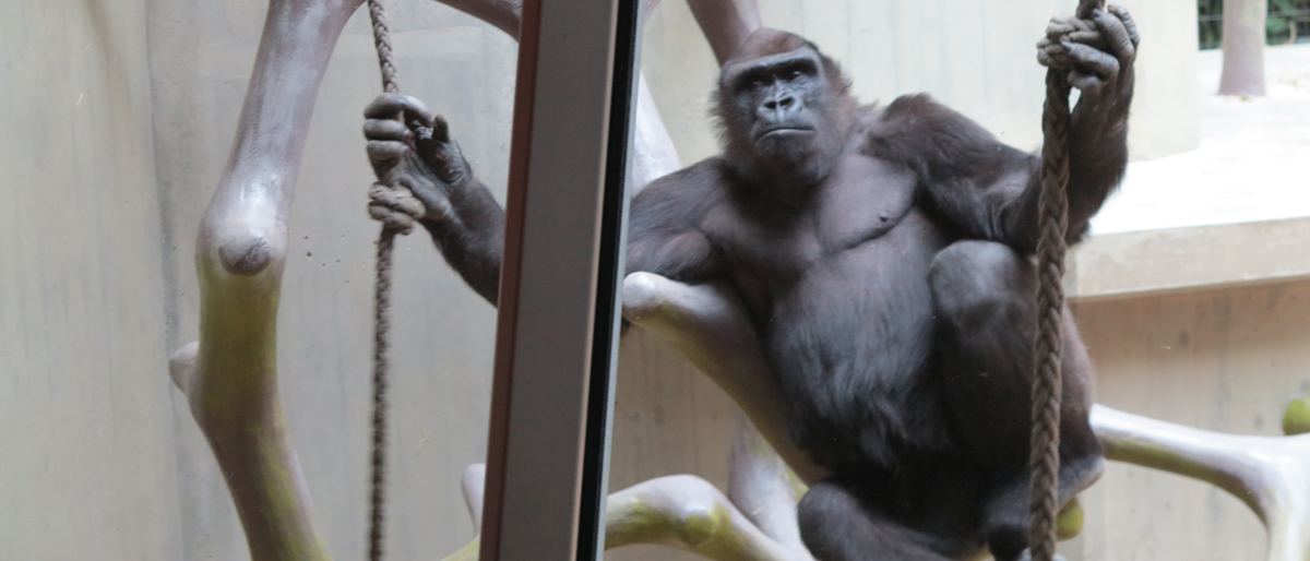 Affe im Basler Zolli. © Walter Ludin