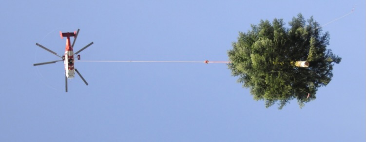 Christbaum St. Gallen_zVg